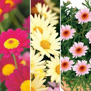 Piante di Argyranthemum - Collezione Pretty Daisies