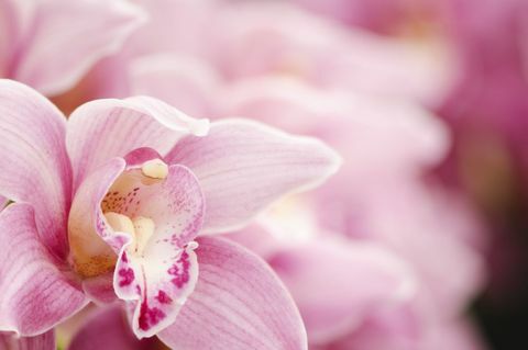 Primo piano di un'orchidea rosa del cymbidium