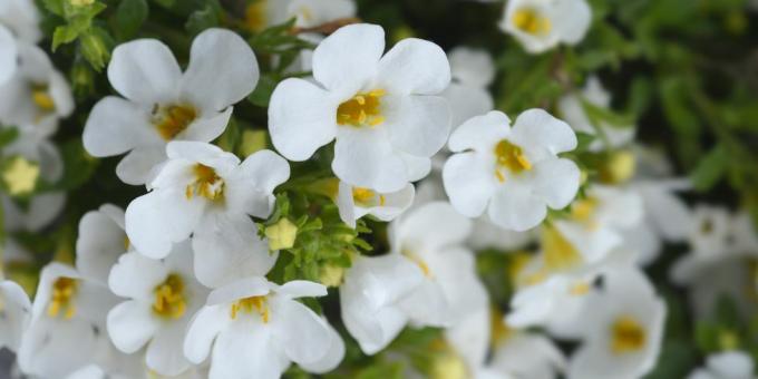 fiori ornamentali di bacopa nome latino chaenostoma cordatum