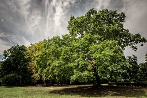 Quercia Gilwell - Albero dell'anno - Woodland Trust - Martyn Milner WTML