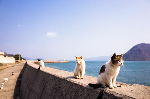 isola dei gatti