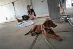 Gli animali domestici spostati durante l'uragano Harvey sono a rischio di essere presto sottratti all'eutanasia