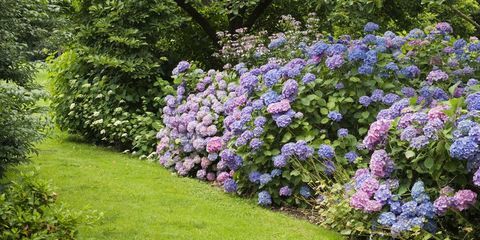 A proposito di ortensie