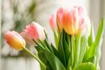 Come impedire ai tulipani di cadere