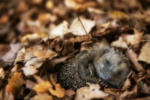 Il riccio del bambino sta dormendo in foglie di autunno