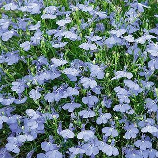 Lobelia erinus 'Blu Cambridge'