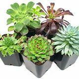 Impacco succulento