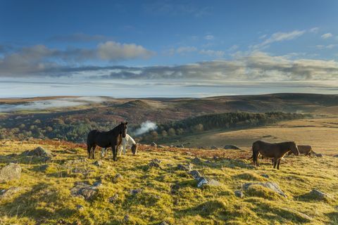 Pony Dartmoor