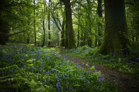 Splendide foreste nel Regno Unito per provare Forest Bathing