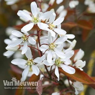 Snowy Mespilus