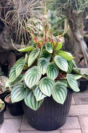 pianta decorativa peperomia argyreia, la foglia ha un motivo simile alla buccia dell'anguria