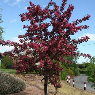 Toringo Scarlett di Malus