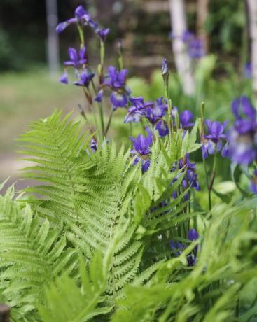 chelsea flower show 2022 il giardino di ghiaccio del plantman progettato da john warland santuario garden