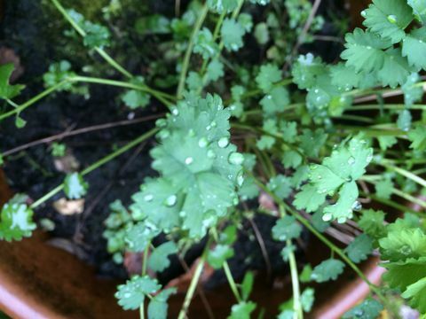 Foglie fresche della pianta del pimpernel a febbraio