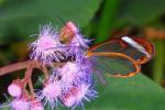 Le farfalle Glasswing hanno ali chiare che sembrano finestre di vetro