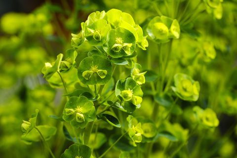 piante di confine, piante di confine del giardino, pianta di confine di aprile ﻿euforbia