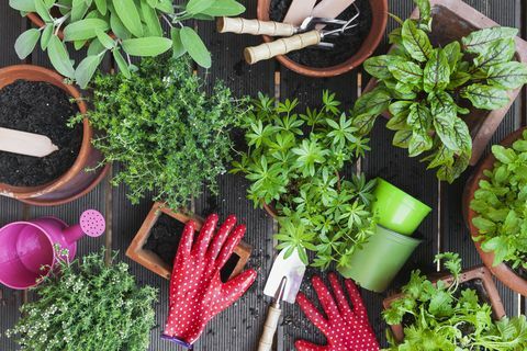 Piantare erbe aromatiche sul balcone