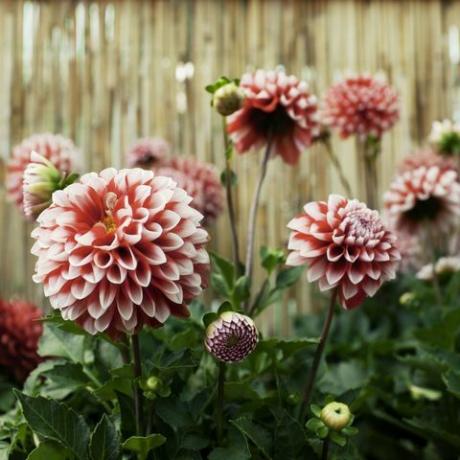 Dalie rosse e bianche in fioritura in un giardino.