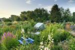 Il giardino della fauna selvatica sul sito di assegnazione in affitto vince il Garden Award
