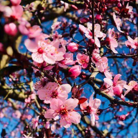 vista dal basso dei fiori di ciliegio in primavera