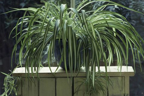 Pianta ragno (Chlorophytum) in vaso smaltato blu su supporto in legno alla finestra