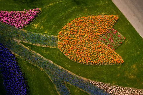 ripresa aerea di tulipani a forma di tulipano