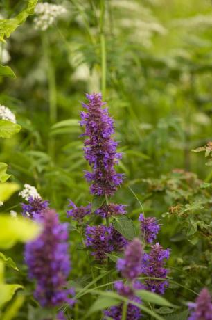 rhs garden for a green future progettato da jamie butterworth hampton court palace garden festival 2021