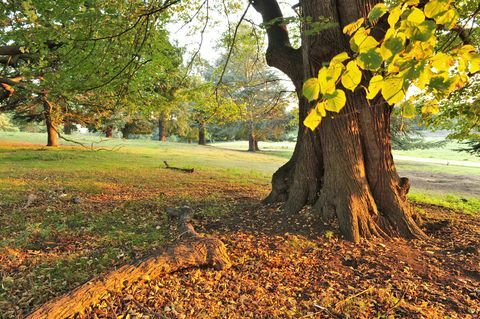 Quercia a Londra, Regno Unito