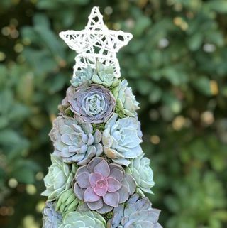 Aurora succulenta albero