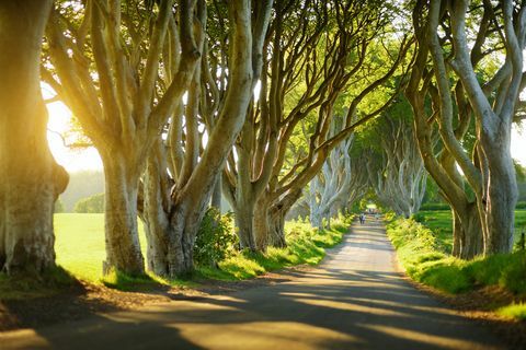 le siepi oscure, Irlanda del Nord