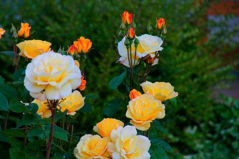 Primo Piano Di Rose Plant In Back Yard