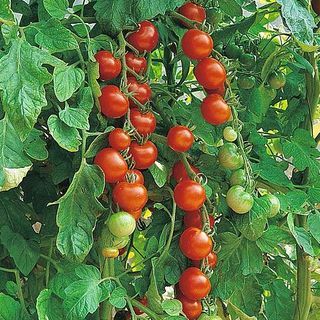 Pomodoro 'Gardener's Delight'