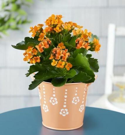 pianta di agrumi kalanchoe