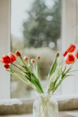 tulipani rossi in un vaso contro una finestra