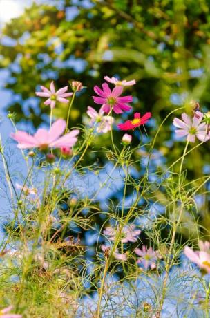 Fiori selvaggi che fioriscono nel campo