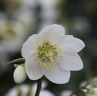 Rosa di Natale 